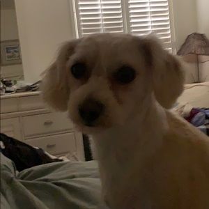 Meet your Posher, Joyce